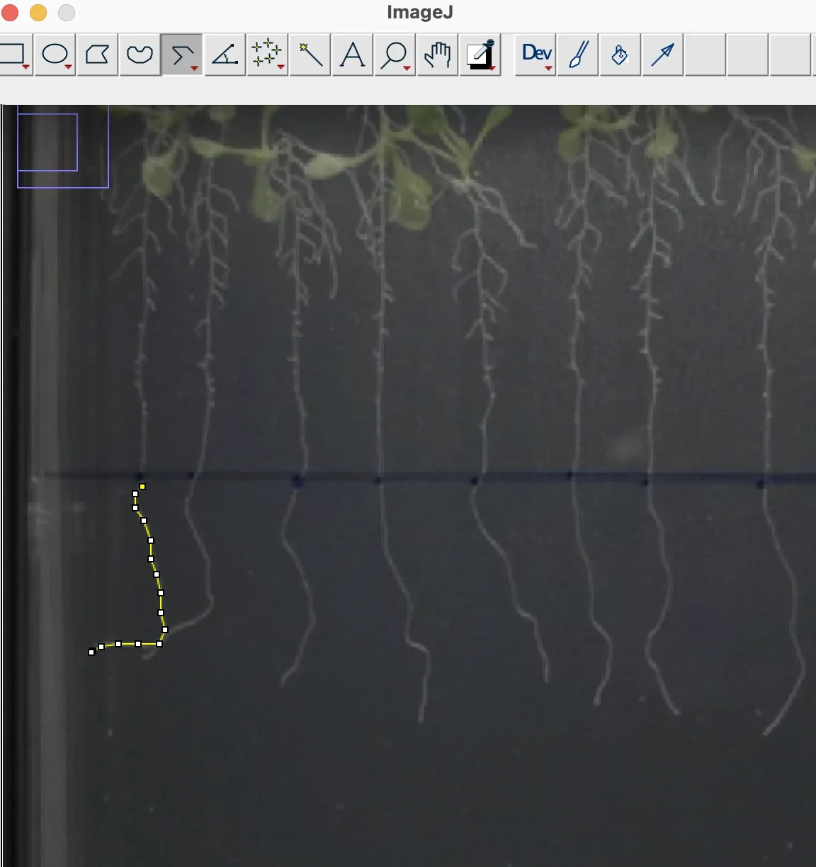 A segmented yellow line traced along one Arabidopsis primary root in ImageJ.