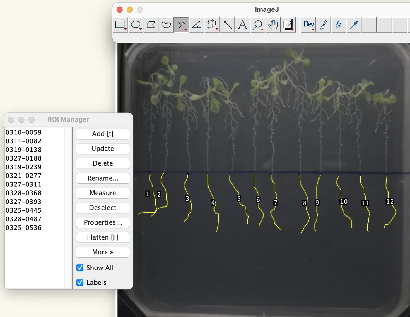 A whole agar plate in ImageJ with twelve numbered yellow traces, one along each seedling root below the drawn baseline.