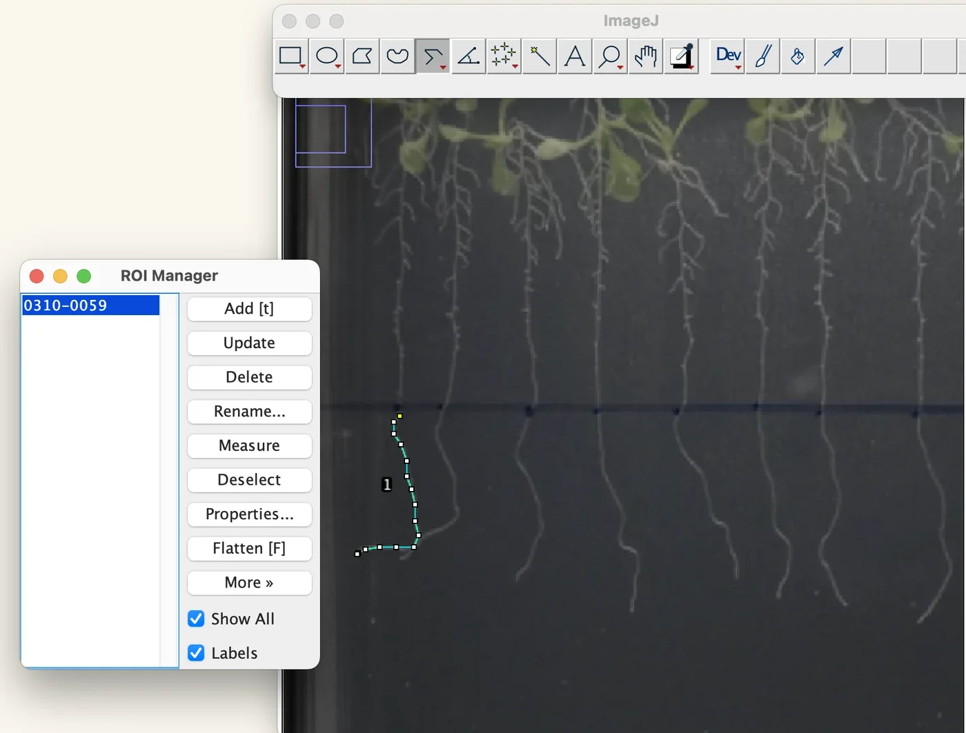 The ImageJ ROI Manager window holding a list of saved traces beside the plate photograph.