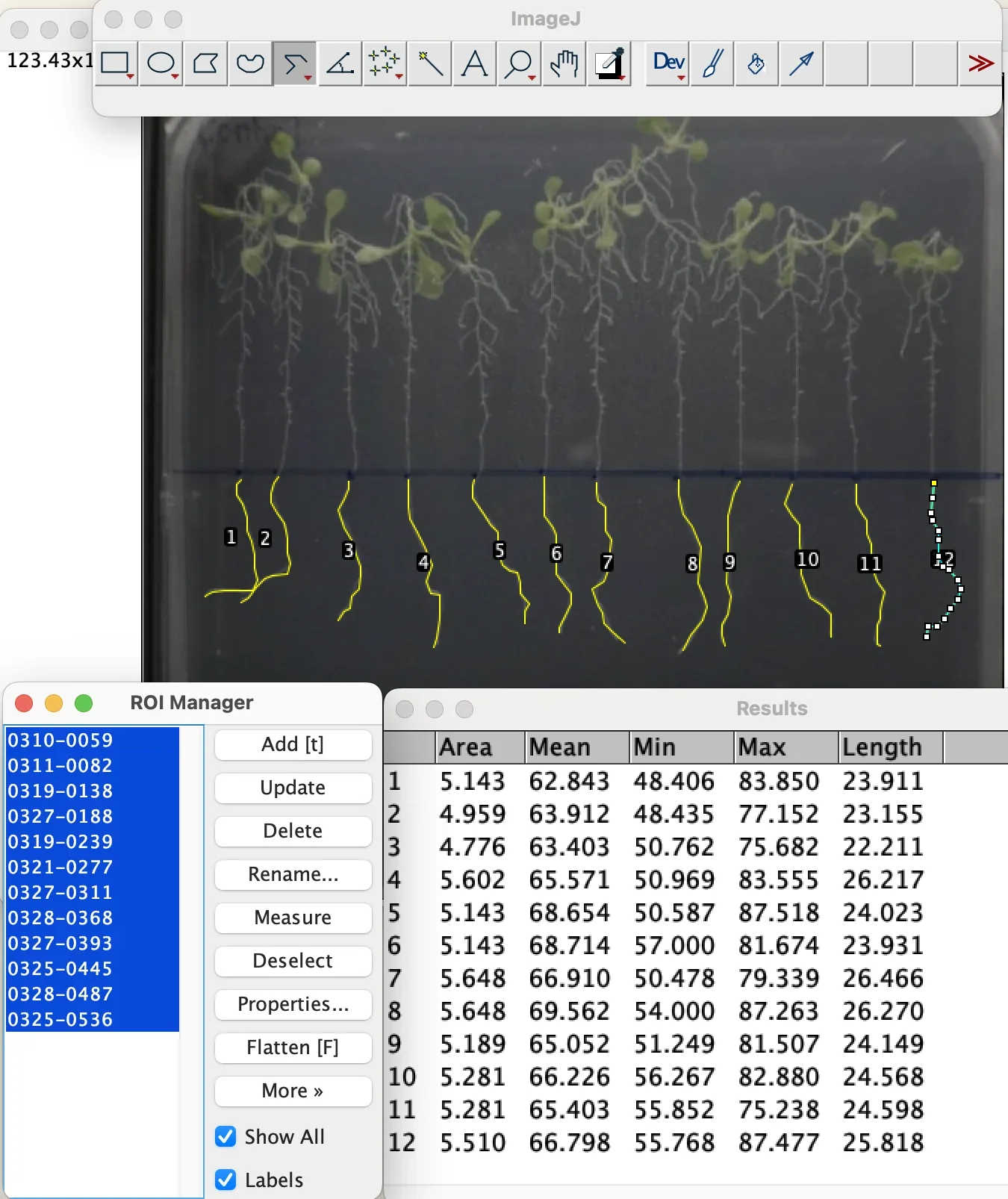 An ImageJ results window listing the measured length of each traced root for one plate.