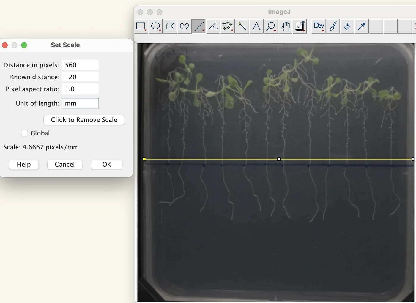 The ImageJ Set Scale dialog over a photograph of an agar plate, with a known distance typed in.