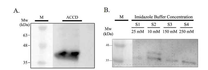 Two Western blot panels. Panel A has a marker lane with bands at 63, 48 and 35 kilodaltons and an ACCD lane with one dark band between 35 and 48. Panel B has four imidazole lanes labelled 25, 10, 150 and 250 millimolar, with visible bands near 35 kilodaltons in the 10, 150 and 250 lanes.