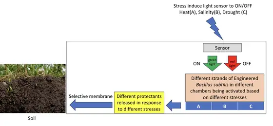 A schematic: stress induces a light sensor to switch on or off for heat, salinity and drought; green and red light arrows lead to three labelled chambers of engineered Bacillus subtilis; an arrow marked different protectants released in response to different stresses passes through a selective membrane into a block of soil.