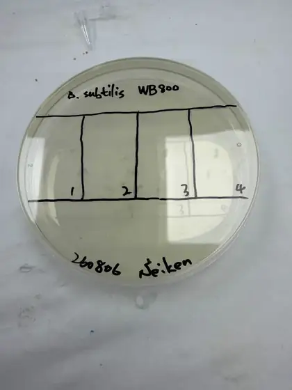 A petri dish photographed from above, hand-labelled in marker B. subtilis WB800 with four numbered quadrants and the date 260806.