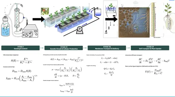 A hand-assembled overview of the model in four panels running left to right: the bioreactor with sensing and control, the genetic circuit producing protectant, transport and delivery across the membrane, and soil transport to plant uptake, each panel with a diagram above and its equations written below.