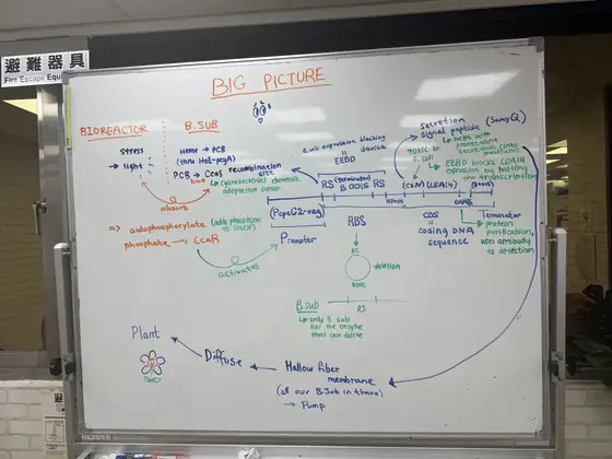A whiteboard covered in a hand-drawn system diagram headed BIG PICTURE, running from a bioreactor and B. subtilis through PCR, promoter, ribosome binding site and secretion, to a hollow-fibre membrane and a plant.