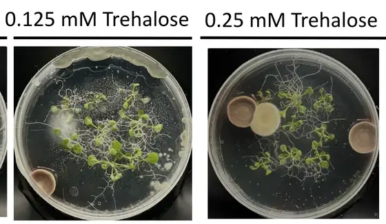 Two petri dishes side by side labelled 0.125 millimolar trehalose and 0.25 millimolar trehalose, both overgrown with white filamentous fungal contamination around the seedlings.