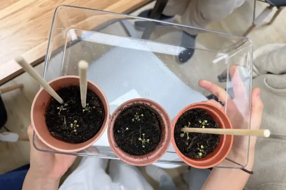 Our first Arabidopsis seedlings planted into the soil.