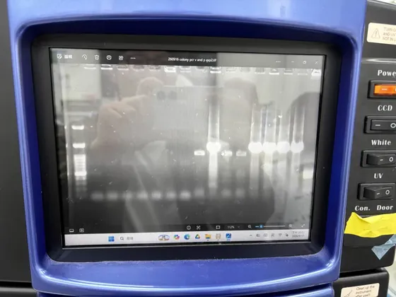 Successfully electroporated a level 2 10k+ bp plasmid into B. subtilis WB800 for the first time, allowing us to move forward to LPA testing.