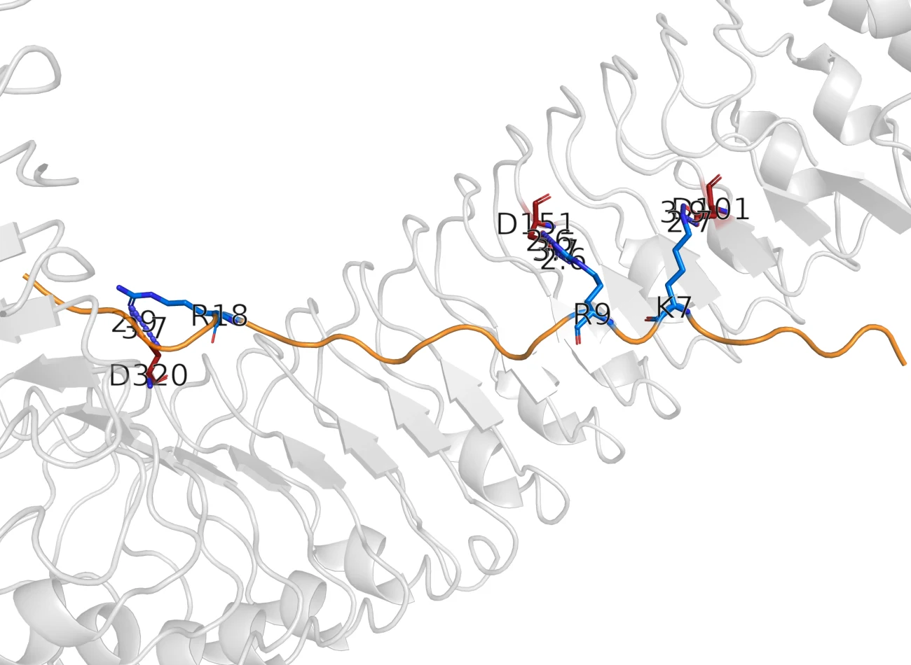 Ribbon rendering of the peptide lying along the concave face of the receptor solenoid, with three basic side chains reaching down to receptor carboxylates and the distances labelled.