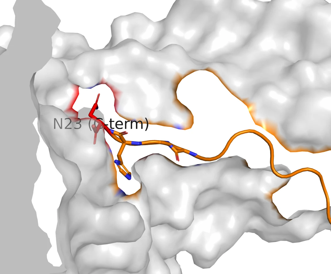 Surface rendering showing the peptide C-terminus buried inside a pocket of the receptor, with the terminal asparagine drawn as sticks.