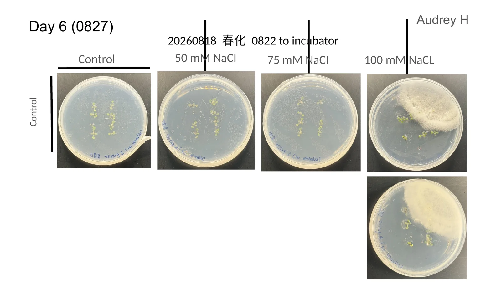 Four agar plates side by side at day six, with seedling roots shortening visibly as the salt concentration rises.