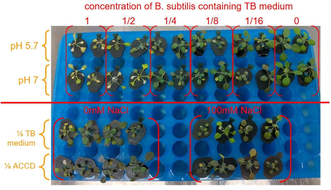 Seedlings in a blue tube rack, labelled in red. Top half: concentration of B. subtilis-containing TB medium 1, 1/2, 1/4, 1/8, 1/16 and 0, in rows at pH 5.7 and pH 7. Bottom half: 0 and 100 millimolar NaCl with 1/8 TB medium and 1/8 ACCD.