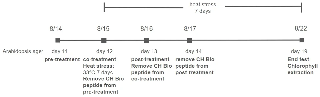 A timeline. 8/14, day 11, pre-treatment. 8/15, day 12, co-treatment, heat stress begins, pre-treatment peptide removed. 8/16, day 13, post-treatment, co-treatment peptide removed. 8/17, day 14, post-treatment peptide removed. 8/22, day 19, end test, chlorophyll extraction. Heat stress spans 7 days.
