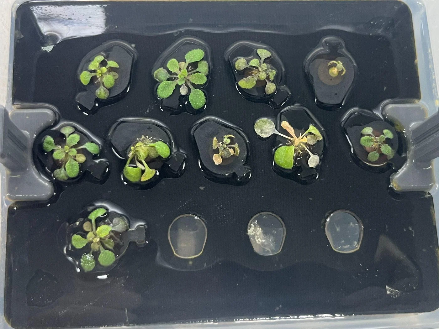The co-treatment box from above: the greenest and largest rosettes.