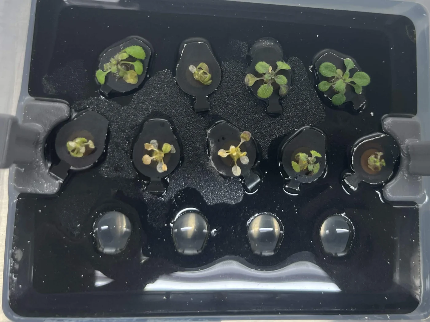 A hydroponic box seen from above after 7 days of 100 millimolar NaCl, no peptide: pale, yellowed rosettes.