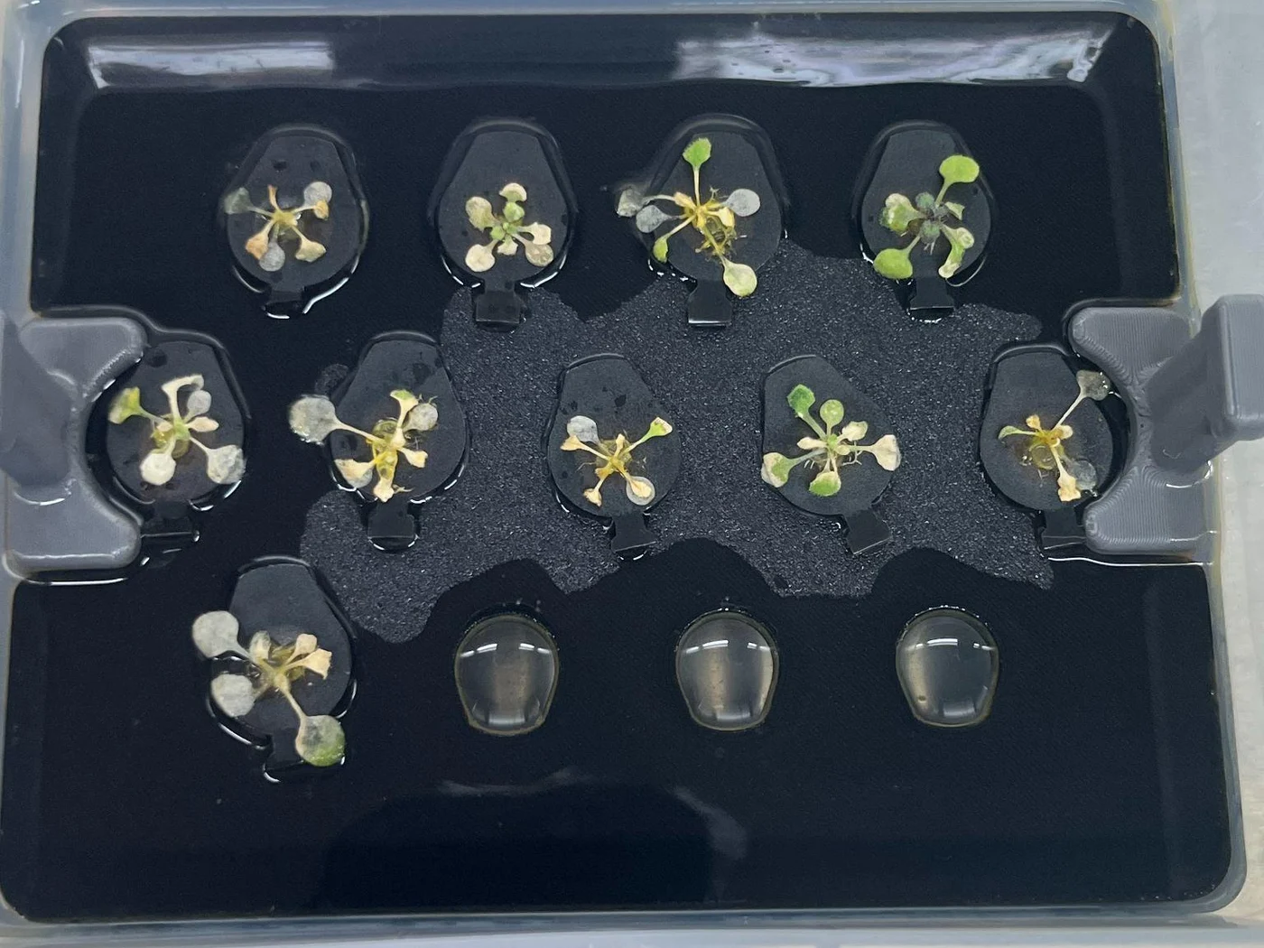 The post-treatment box from above: small, yellowing rosettes.
