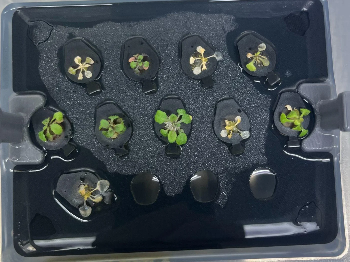 The pre-treatment box from above: small rosettes, several pale.