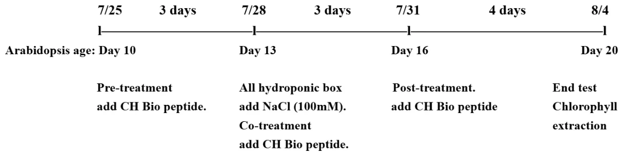 A timeline. 7/25, Arabidopsis day 10, pre-treatment, add CH Bio peptide. 7/28, day 13, all hydroponic boxes add 100 millimolar NaCl and co-treatment adds CH Bio peptide. 7/31, day 16, post-treatment adds CH Bio peptide. 8/4, day 20, end test, chlorophyll extraction.