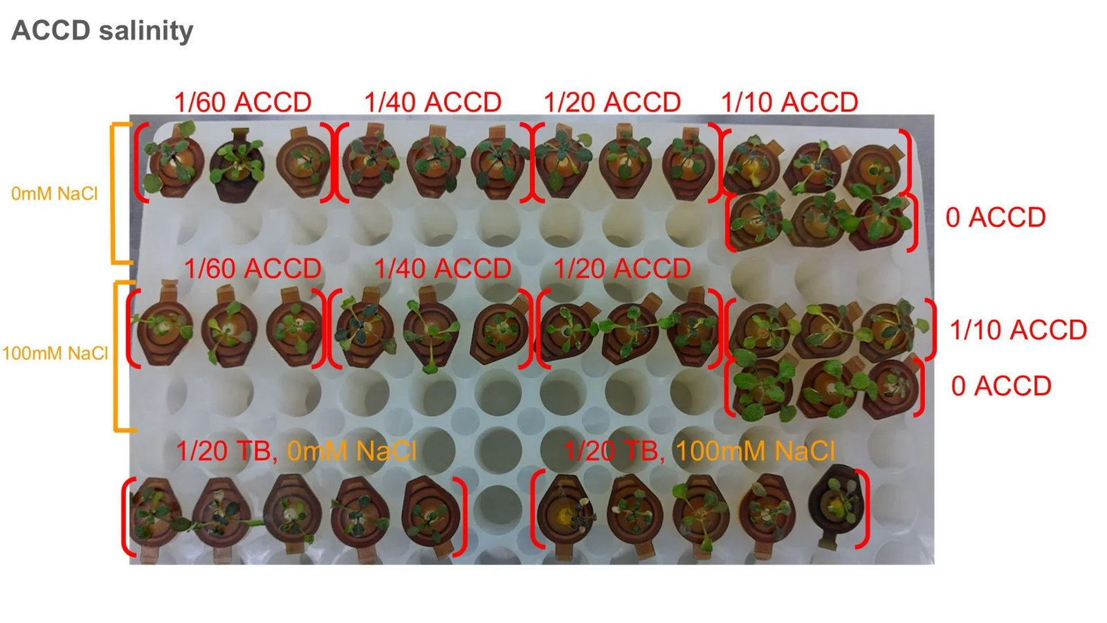 A tube rack photographed from above, labelled in red. Rows of seedlings at 1/60, 1/40, 1/20 and 1/10 ACCD and 0 ACCD, at 0 and 100 millimolar NaCl, with 1/20 TB medium controls along the bottom.