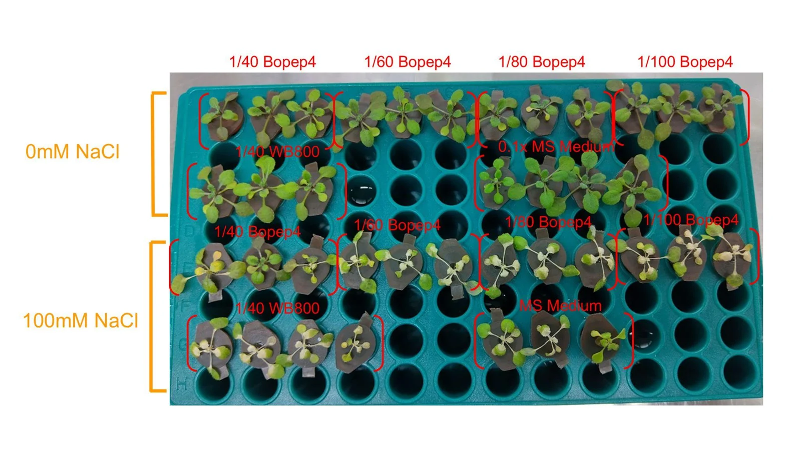 A green tube rack from above, labelled in red: BoPEP4 at 1/40, 1/60, 1/80 and 1/100 with 1/40 WB800 and 0.1 times MS medium controls, at 0 and 100 millimolar NaCl. The salt rows are mostly bleached.