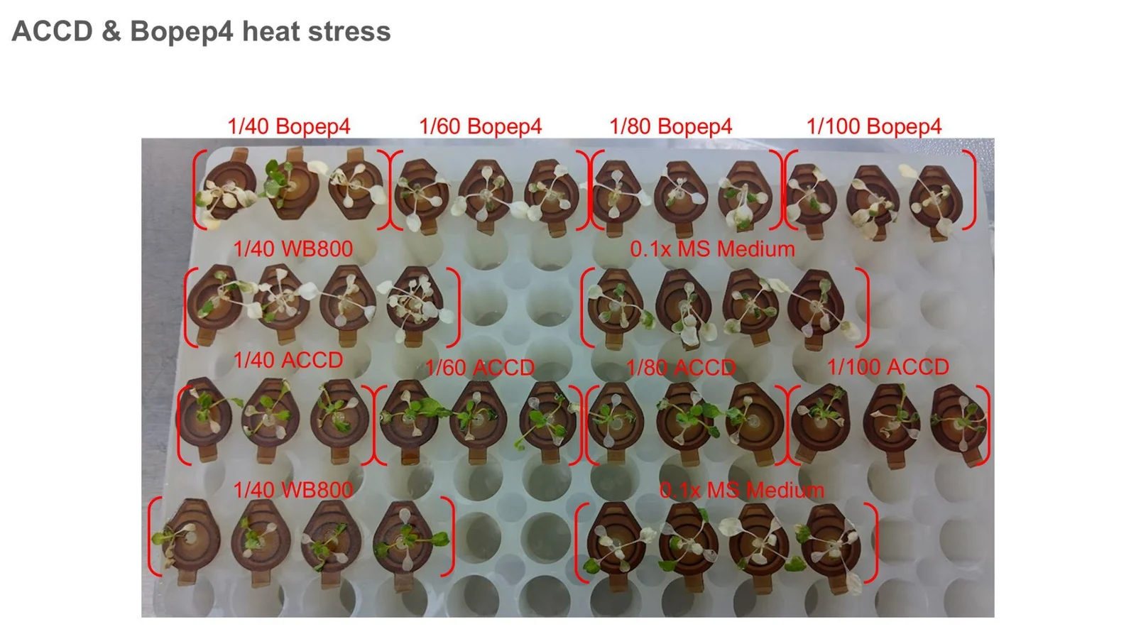 The same labelled layout on a white rack after heat: most rosettes are bleached white, a few of the ACCD groups still carry green leaves.