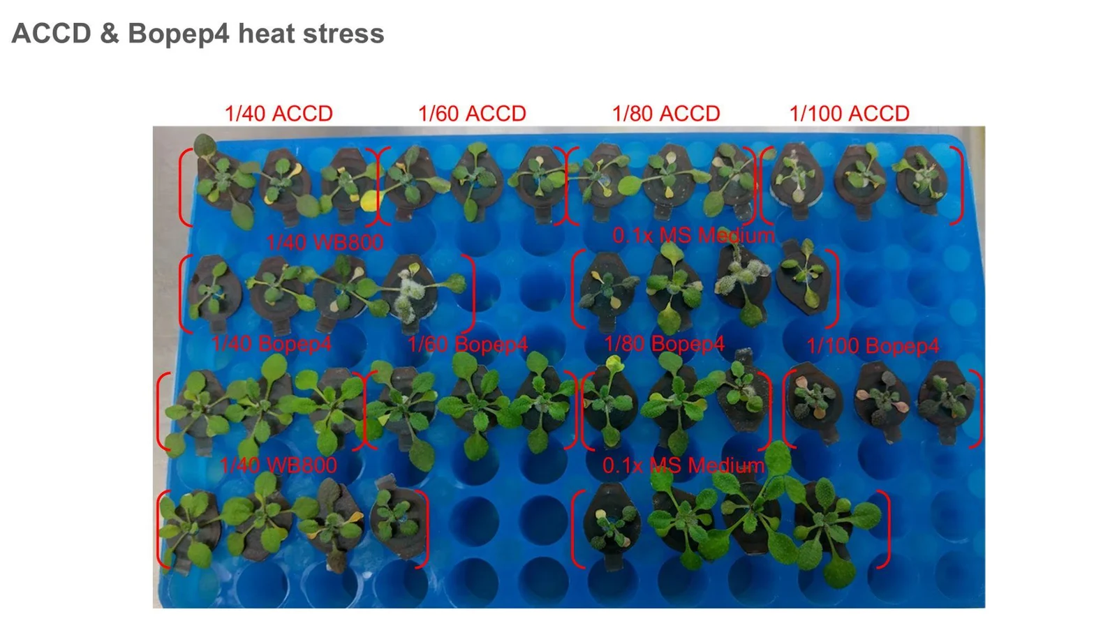 A blue tube rack from above, labelled in red: ACCD at 1/40, 1/60, 1/80 and 1/100, BoPEP4 at the same four dilutions, and 1/40 WB800 and 0.1 times MS medium controls. The rosettes are green.