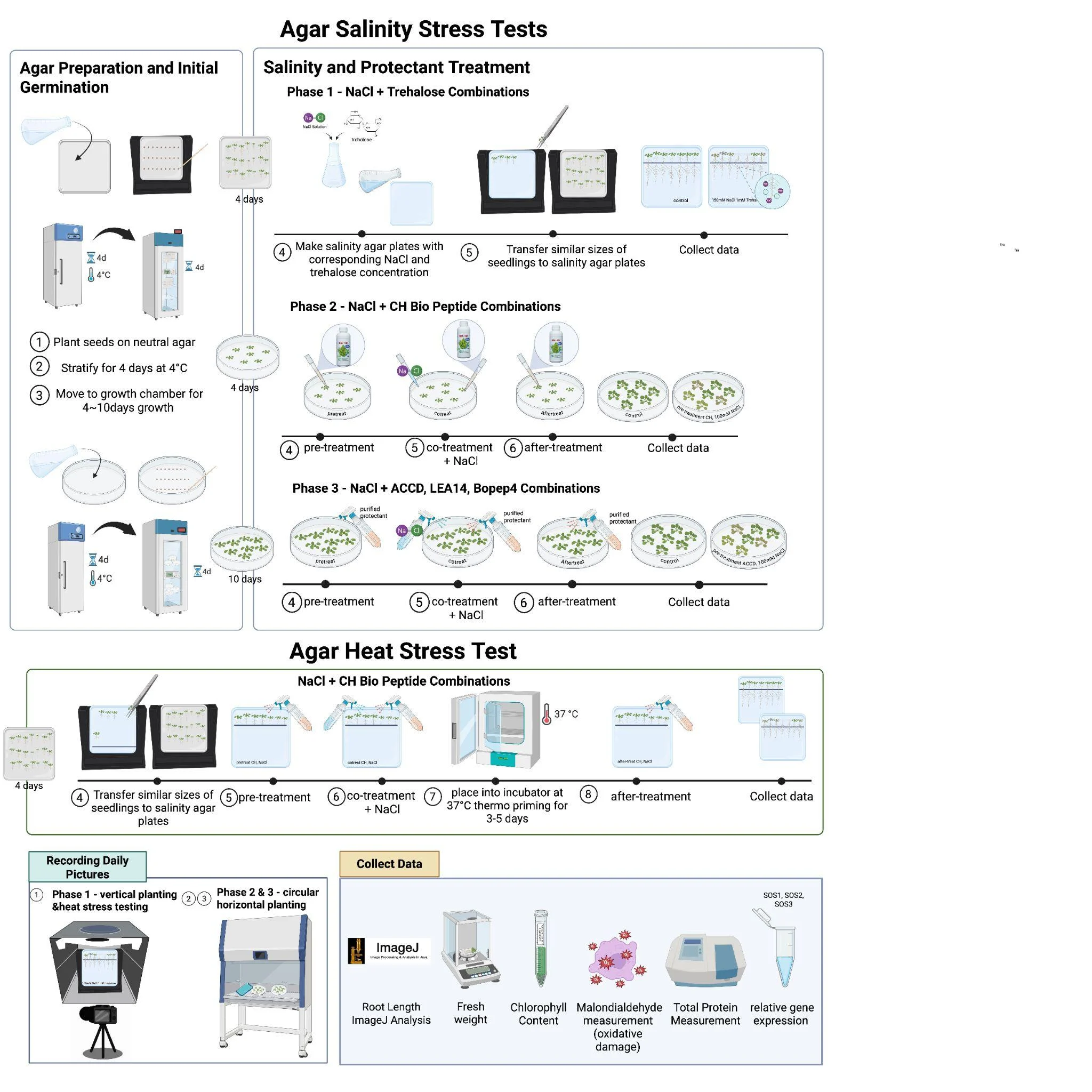 The agar workflow drawn as one sheet. Agar salinity stress tests: agar preparation and initial germination, then three phases of salinity and protectant treatment (NaCl with trehalose, NaCl with CH Bio peptide, NaCl with ACC deaminase, LEA14 and BoPEP4). Below it the agar heat stress test at 37 degrees, then recording daily pictures and the data collected: root length in ImageJ, fresh weight, chlorophyll, malondialdehyde, total protein and relative gene expression.