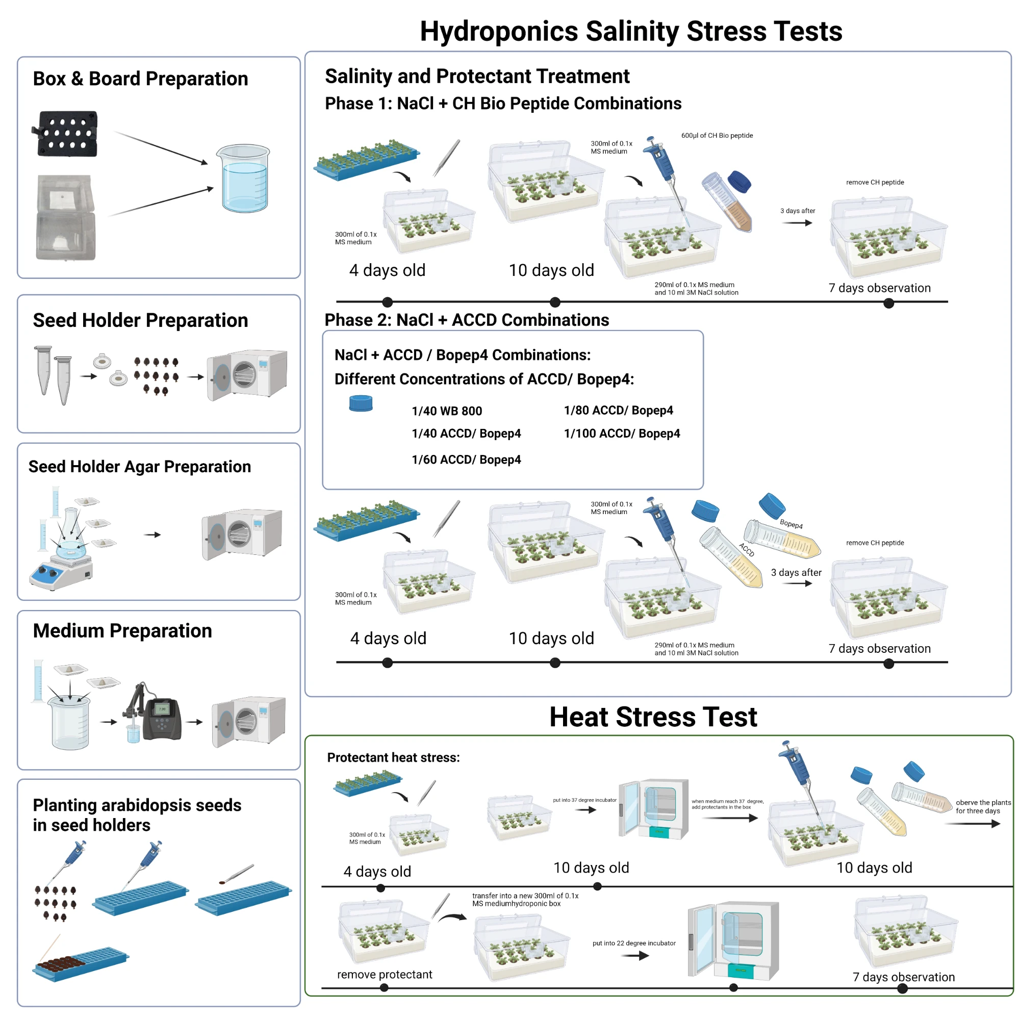 The hydroponic box workflow drawn as one sheet. Down the left, preparation: box and board, seed holders, seed-holder agar, medium, and planting Arabidopsis seeds in the holders. On the right, salinity and protectant treatment in two phases. Phase 1, NaCl with CH Bio peptide: 4-day-old seedlings into 300 millilitres of 0.1 times MS medium, 10 days old, then 600 microlitres of CH Bio peptide and 290 millilitres of medium with 10 millilitres of 3 molar NaCl, the peptide removed 3 days after, 7 days of observation. Phase 2 repeats this with ACC deaminase or BoPEP4 at 1/40 WB800, 1/40, 1/60, 1/80 and 1/100. Below, the heat stress test: boxes into a 37 degree incubator, protectants added once the medium reaches 37 degrees, three days of observation, then the protectant removed, the plants moved to fresh medium and a 22 degree incubator for 7 days of observation.