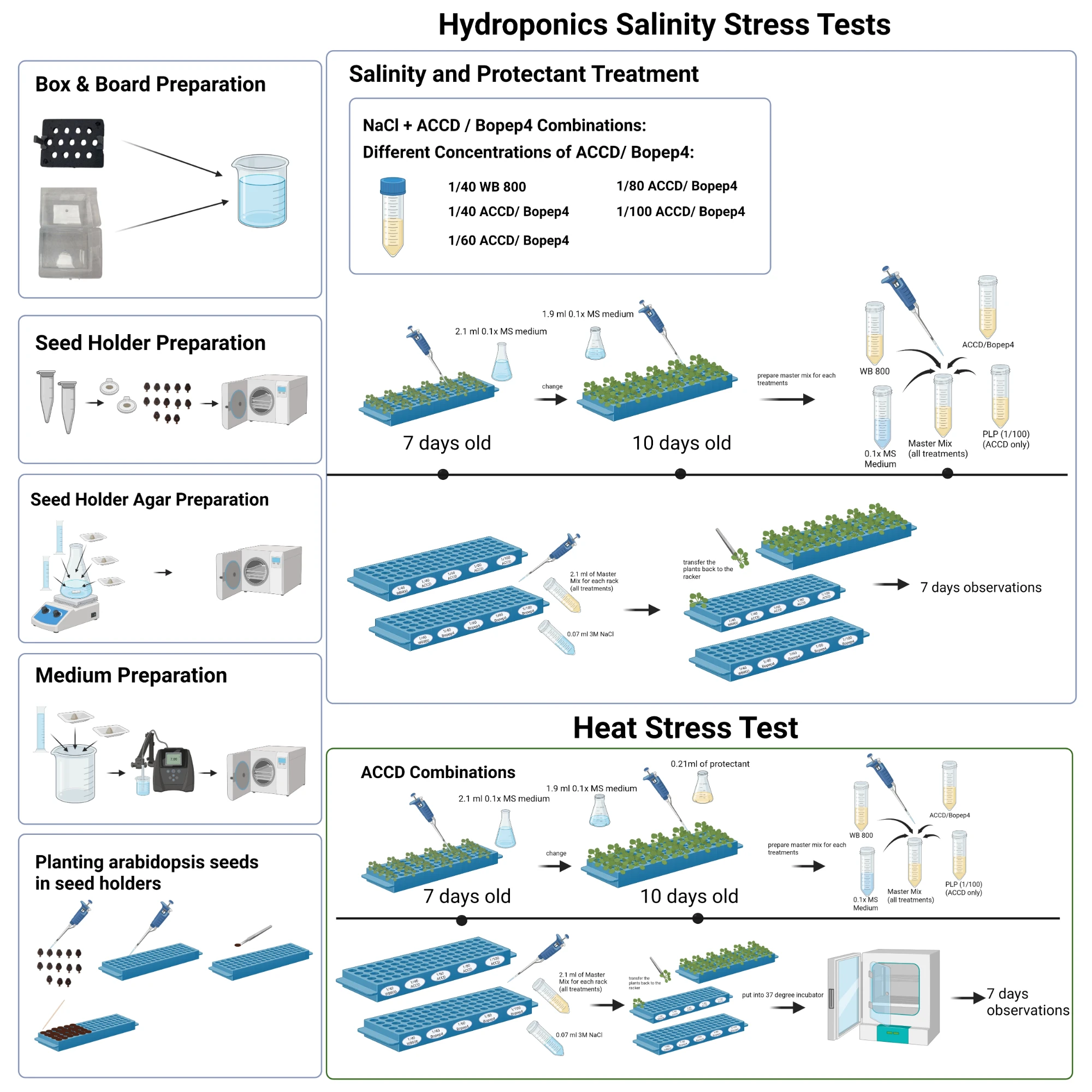 The hydroponic rack workflow drawn as one sheet. The same preparation down the left. On the right, salinity and protectant treatment on racks: 2.1 millilitres of 0.1 times MS medium a well at 7 days old, changed to 1.9 millilitres at 10 days old, then a master mix made for each treatment from WB800, 0.1 times MS medium, ACC deaminase or BoPEP4, and PLP at 1/100 for ACC deaminase only. Each labelled rack takes 2.1 millilitres of its master mix and 0.07 millilitres of 3 molar NaCl, the plants go back to the rack, and 7 days of observation follow. Below, the heat stress test runs the same way for the ACC deaminase combinations and finishes in a 37 degree incubator with 7 days of observation.