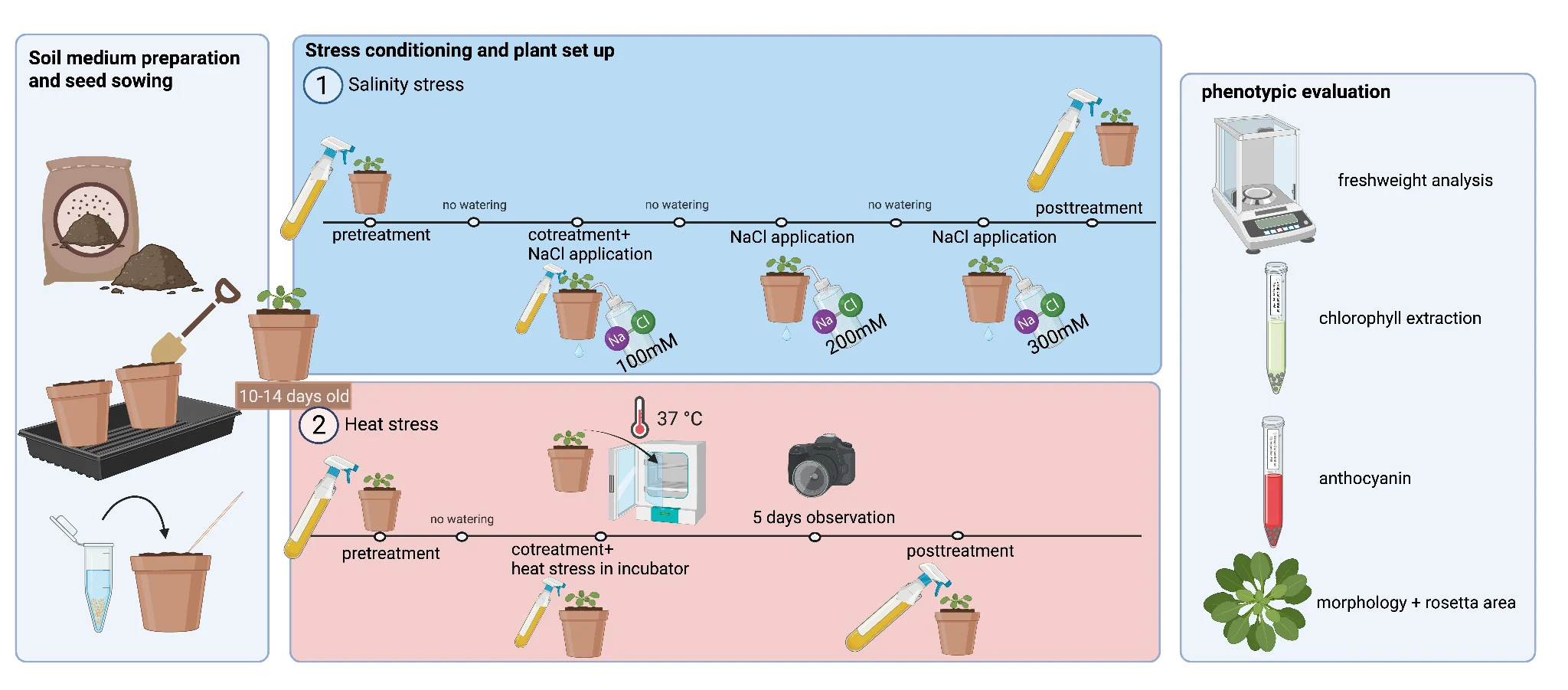The soil workflow drawn in three panels. Soil medium preparation and seed sowing; stress conditioning and plant set-up, with a salinity row (pre-treatment, co-treatment with NaCl, then 200 and 300 millimolar NaCl, post-treatment, no watering between) and a heat row (pre-treatment, co-treatment with heat stress in the incubator at 37 degrees, five days of observation, post-treatment); and phenotypic evaluation: fresh weight, chlorophyll extraction, anthocyanin, morphology and rosette area.