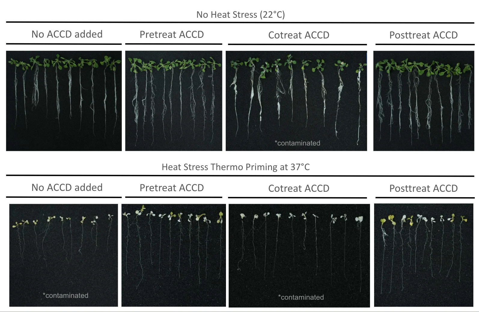 Two rows of seedlings photographed on black. Top, no heat stress at 22 degrees; bottom, heat stress thermo priming at 37 degrees. Columns no ACCD added, pre-treat, co-treat and post-treat ACCD. Two groups are marked contaminated.