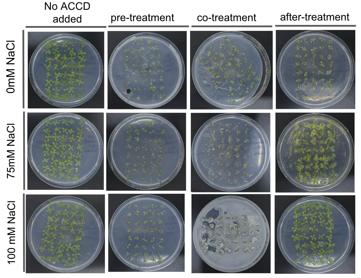 A three by four grid of round plates: rows 0, 75 and 100 millimolar NaCl; columns no ACCD added, pre-treatment, co-treatment and after-treatment. The 100 millimolar co-treatment plate is overgrown.