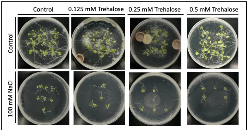 Round agar plates of experimental set 3 trial 2 on the last day, seedlings under 100 millimolar NaCl with 0, 0.125, 0.25 and 0.5 millimolar trehalose.
