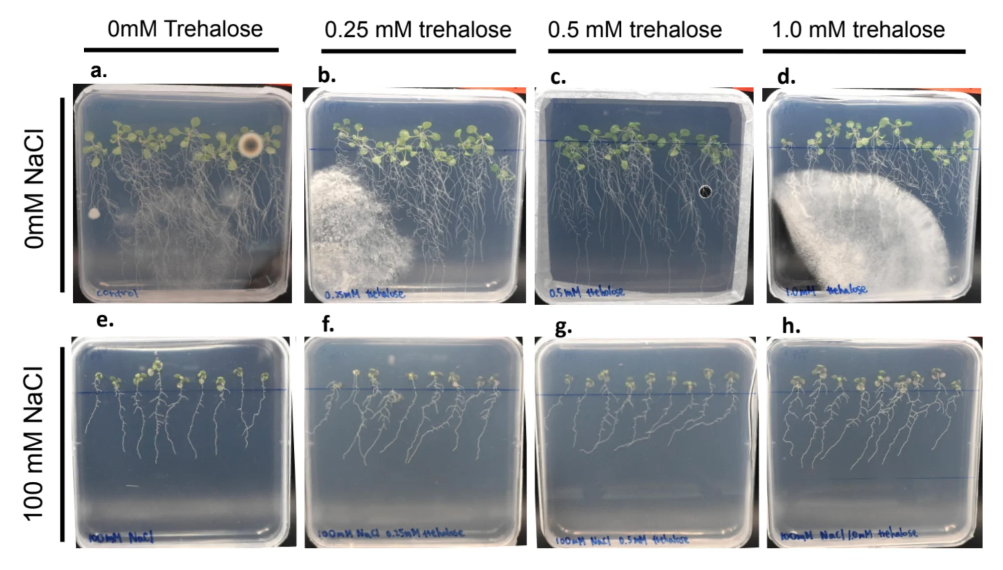 Eight square plates in two rows. Top row 0 millimolar NaCl, bottom row 100 millimolar NaCl; columns 0, 0.25, 0.5 and 1.0 millimolar trehalose. Two of the top-row plates carry large white fungal growth.