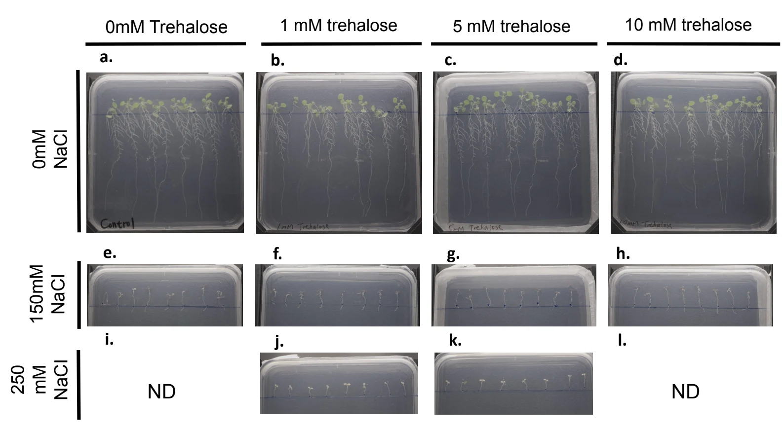 A grid of square plates. Top row 0 millimolar NaCl, tall seedlings with long roots; second row 150 millimolar, short seedlings; third row 250 millimolar, two plates marked ND and two with tiny seedlings. Columns 0, 1, 5 and 10 millimolar trehalose.