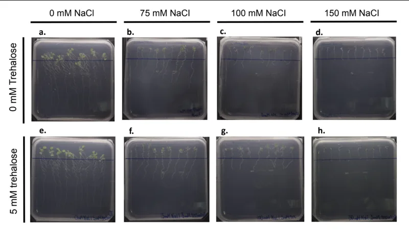 Eight square plates in two rows; columns 0, 75, 100 and 150 millimolar sodium chloride. Seedlings shrink sharply from left to right in both rows.