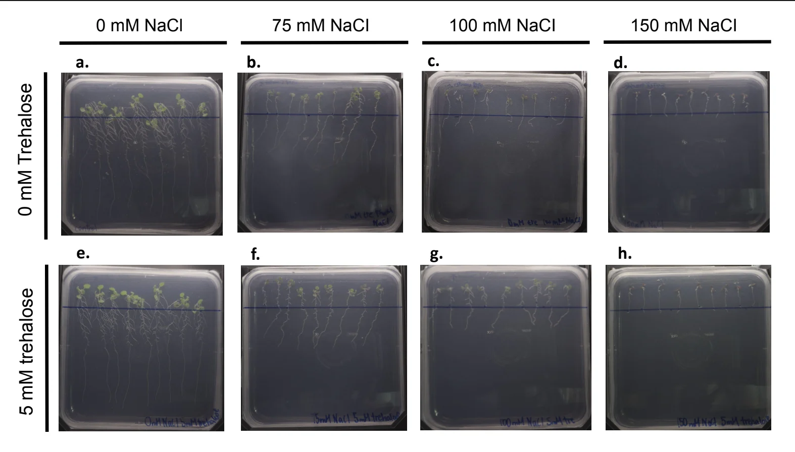 Eight square plates in two rows, 0 millimolar trehalose on top and 5 millimolar below; columns 0, 75, 100 and 150 millimolar NaCl. Seedlings shrink sharply from left to right in both rows.