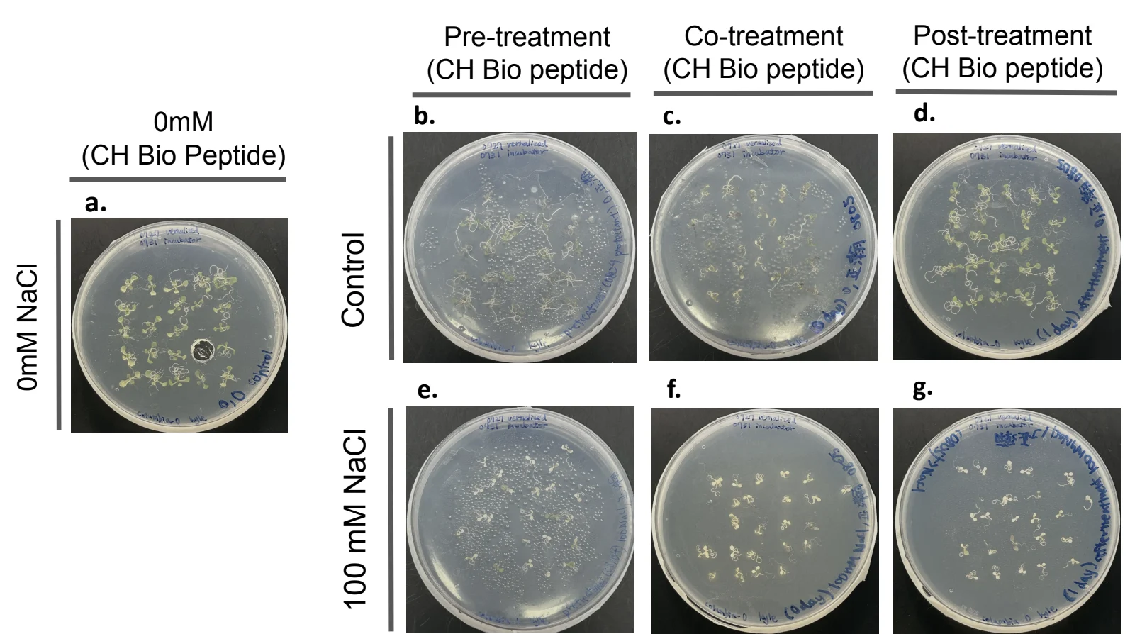 Round plates. Left, a 0 millimolar plate. Right, a two by three grid: rows control and 100 millimolar NaCl, columns pre-, co- and post-treatment with CH Bio peptide.