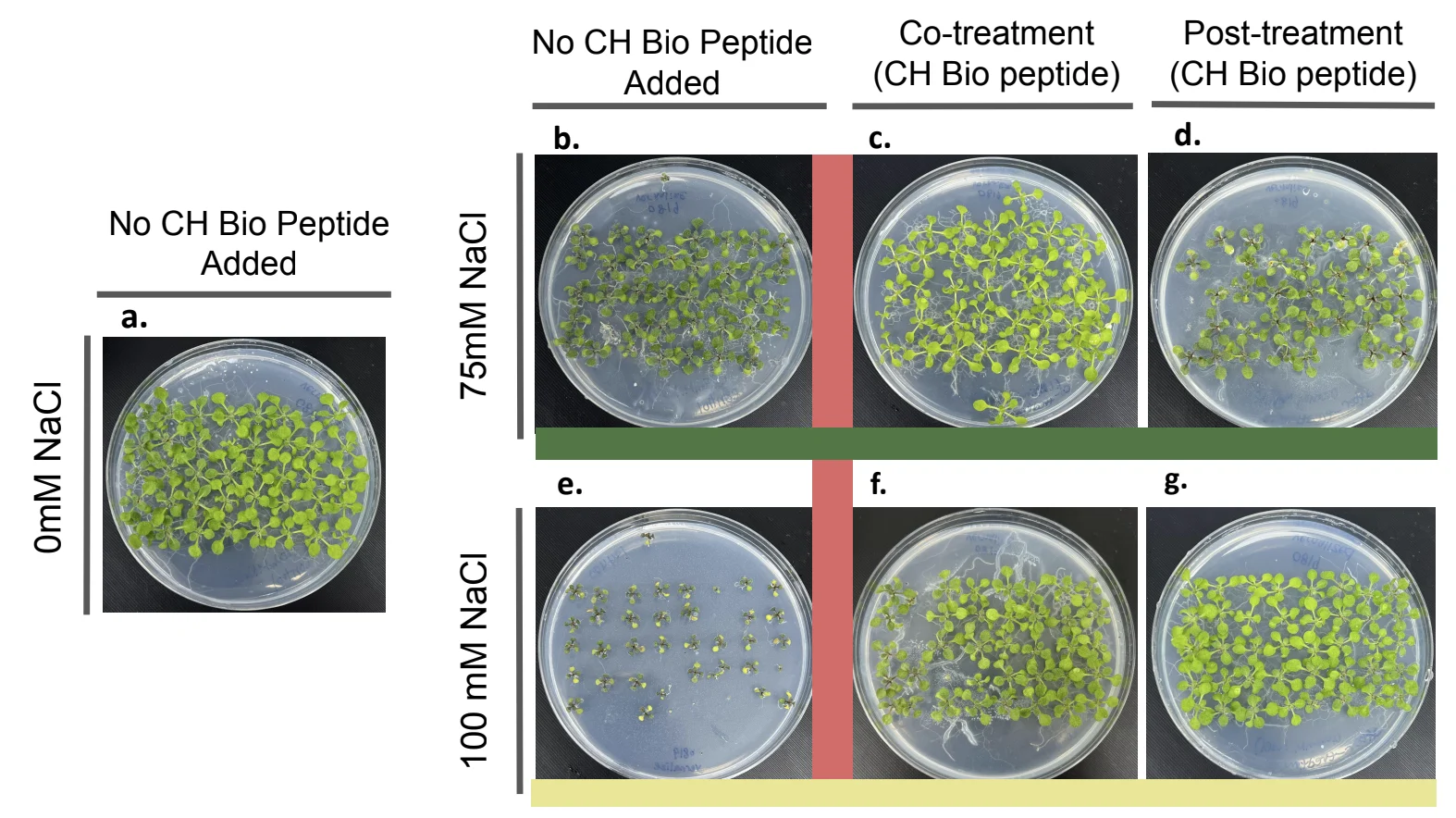 Round plates. Left, one plate with no CH Bio peptide at 0 millimolar NaCl. Right, a two by three grid: rows 75 and 100 millimolar NaCl, columns no peptide added, co-treatment and post-treatment, with red, purple and blue guide lines.