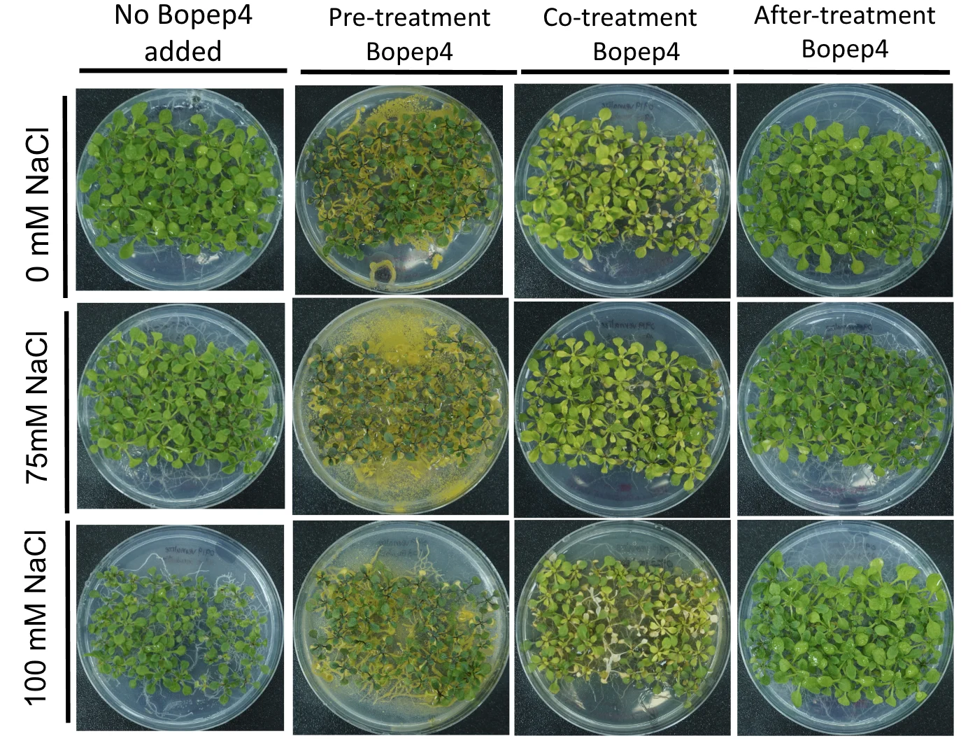 A three by four grid of round plates. Rows 0, 75 and 100 millimolar NaCl; columns no BoPEP4 added, pre-treatment, co-treatment and after-treatment BoPEP4. The pre-treatment plates carry yellow contamination.