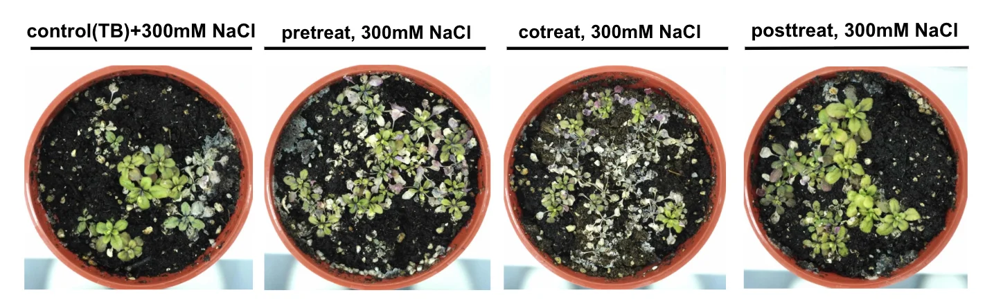 Four soil pots photographed from above, each labelled with 300 millimolar NaCl: control in TB medium, pre-treatment, co-treatment and post-treatment ACC deaminase. The co-treatment pot is the most bleached; the control and post-treatment pots keep the most green rosettes.