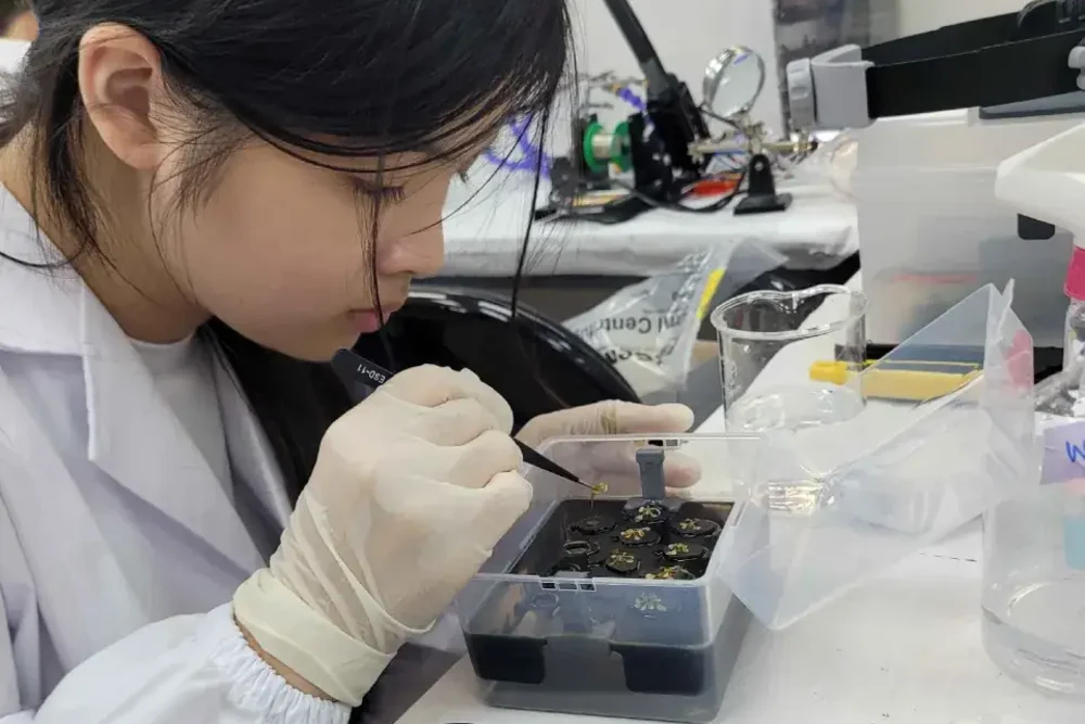 A student in a lab coat and gloves leaning over a black seedling tray, moving a plant with forceps.