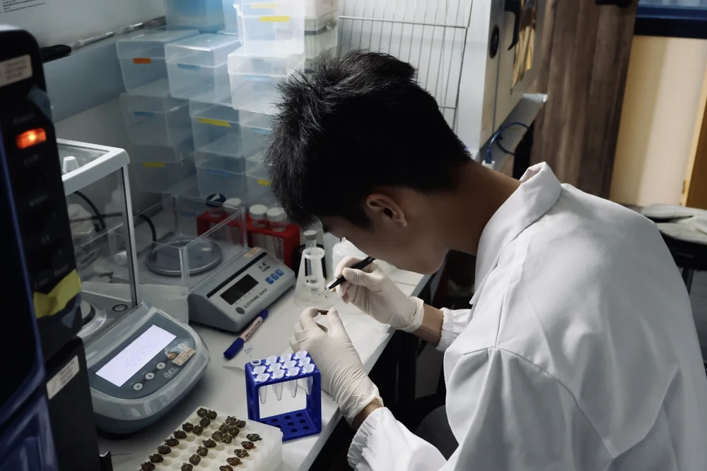 A student in gloves at a bench with a balance, a rack of tubes and a tray of seedlings, weighing samples.