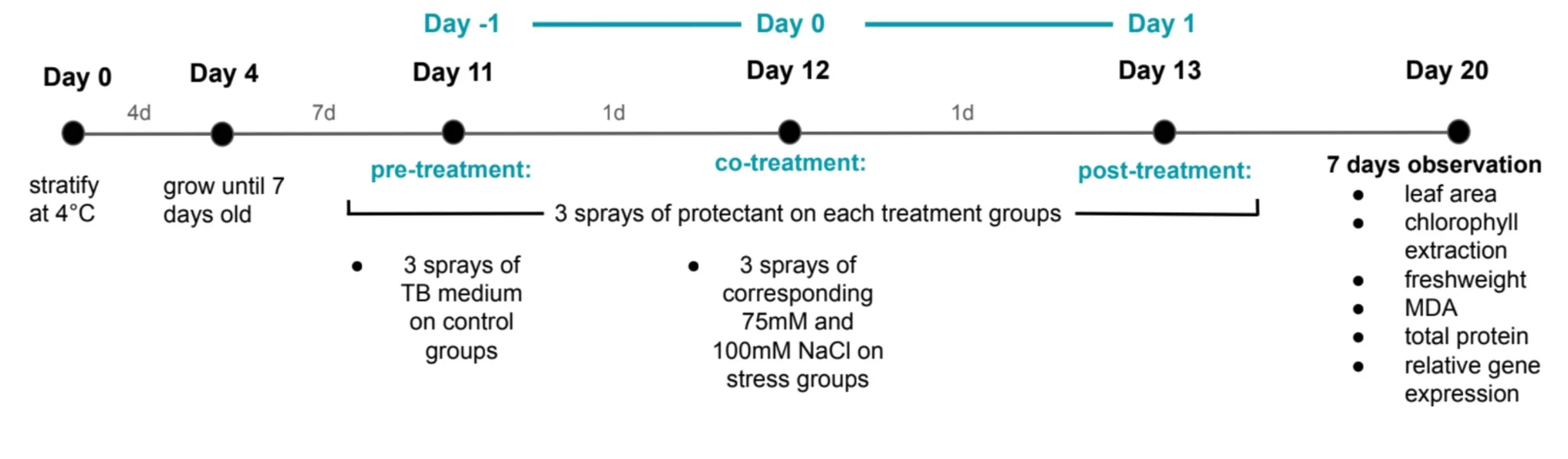 A timeline. Day 0 stratify at 4 degrees; day 4 grow until 7 days old; day 11 pre-treatment, 3 sprays of TB medium on control groups; day 12 co-treatment, 3 sprays of corresponding 75 and 100 millimolar NaCl on stress groups; day 13 post-treatment; day 20, 7 days of observation: leaf area, chlorophyll extraction, fresh weight, MDA, total protein, relative gene expression.