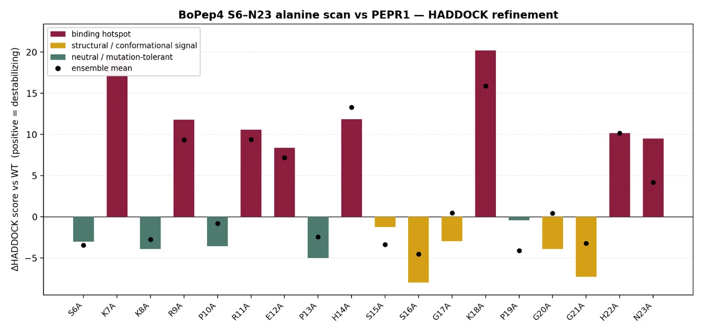 Bar chart of the BoPEP4 alanine scan against PEPR1, one bar per residue from Ser6 to Asn23, with binding hotspots, structural signals and mutation-tolerant positions in three colours.