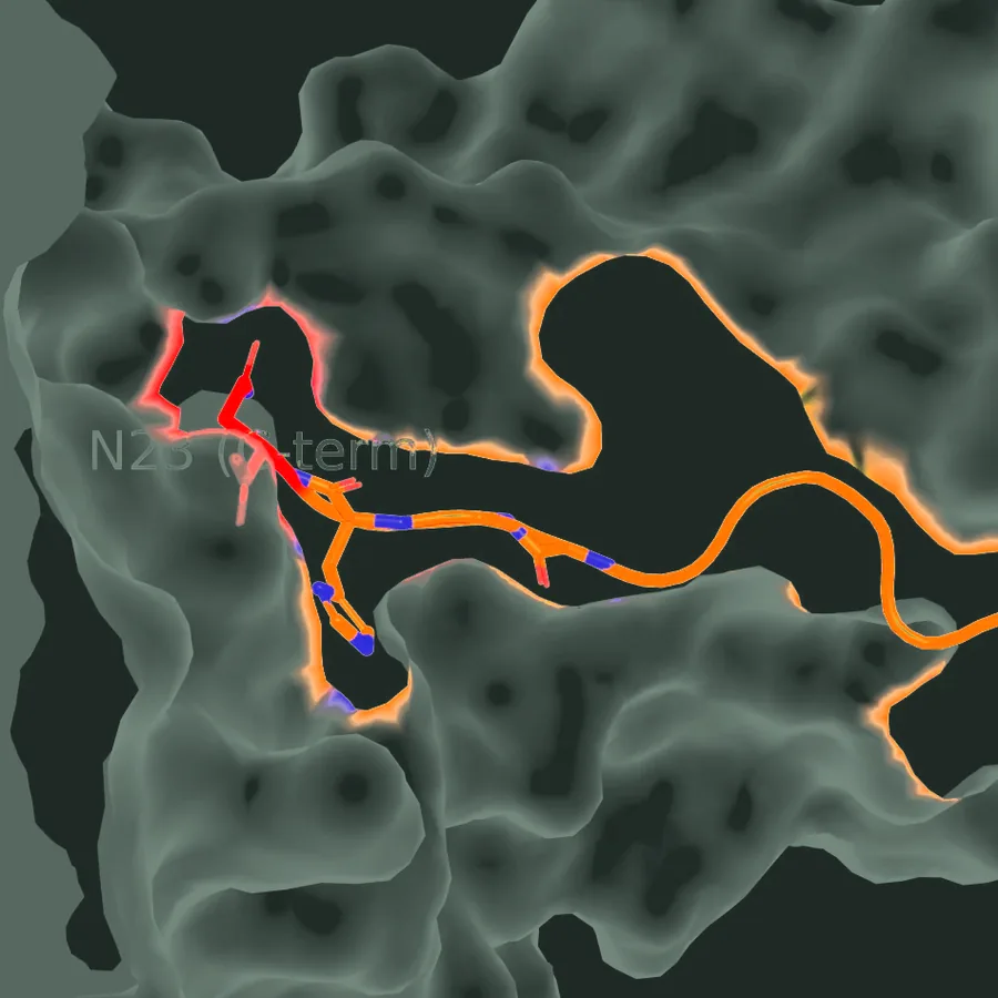 Molecular surface of the PEPR1 binding groove with the C-terminal end of the BoPEP4 peptide, Asn23, buried in a pocket at the closed end.