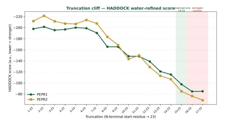 Line chart titled truncation cliff, HADDOCK water-refined score. The x axis runs from the full-length peptide, residues 1 to 23, through successive N-terminal cuts to residues 17 to 23. Two traces, PEPR1 and PEPR2, stay near minus 200 and minus 220 for the first seven cuts, then rise steadily towards minus 80 as more residues are removed. The conserved core region 15 to 23 and the damaged controls beyond it are shaded at the right.