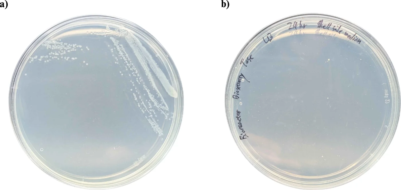 Two LB agar plates side by side: the lumen-side streak on the left carrying colonies, the shell-side medium plate on the right clear after 24 hours.
