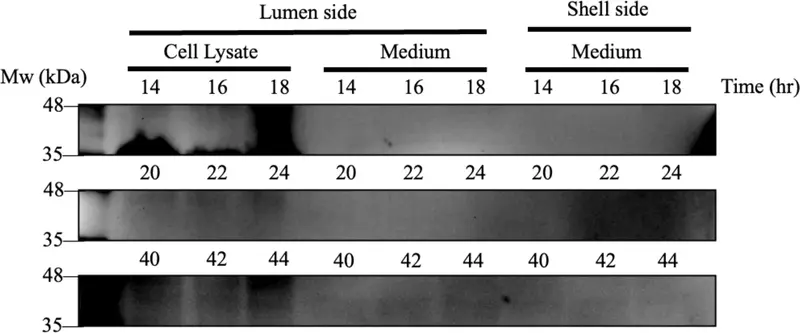 Composite of three Western blot strips, each with lanes for lumen cell lysate, lumen medium and shell medium, at three groups of time points.